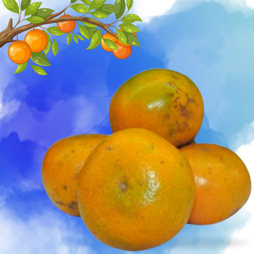 Jeruk segar berkualitas